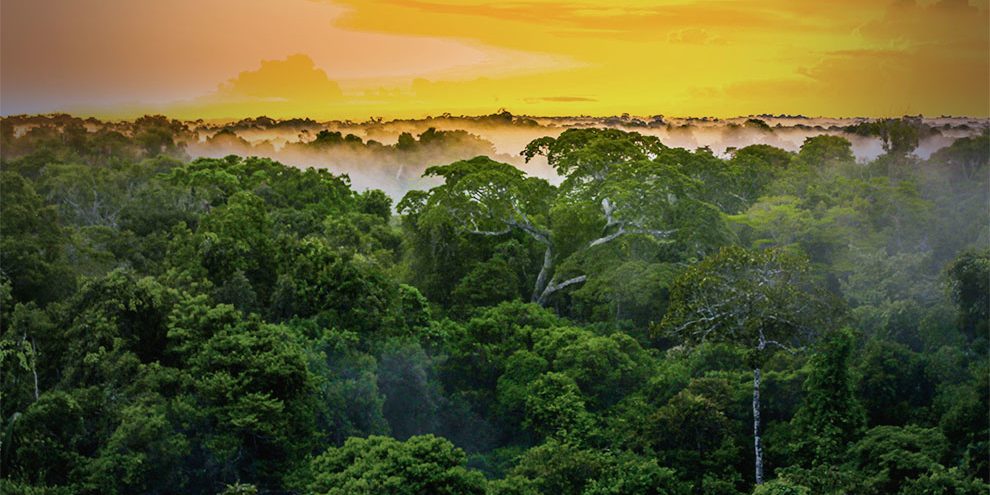 Régimen tributario de la amazonía beneficios, alcances y aplicación tributaria
